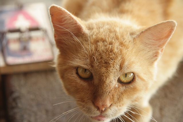 cats-533927_640