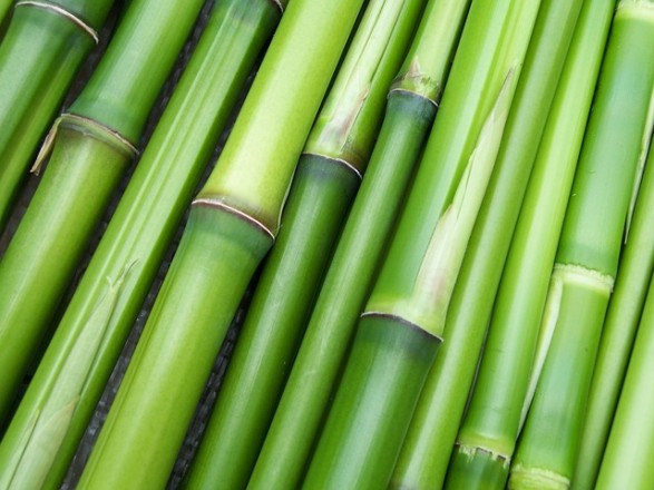 bamboo-240321_640
