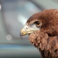 【週ナビ#79】鳥の目線を失くさないための３分割チャート。
